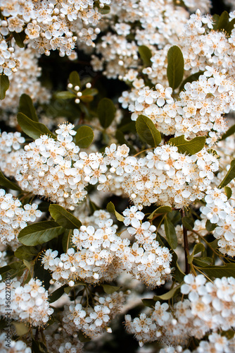 This beautiful photo captures the beauty and charm of the Pyracantha koidzumii flower with its bright flowers and green leaves. Perfect for illustrating articles on gardening and nature. photo