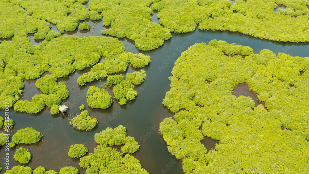 Aerial panoramic mangrove forest view in Siargao island,Philippines. Mangrove landscape Aerial panoramic mangrove forest view in Siargao island,Philippines. Mangrove landscape