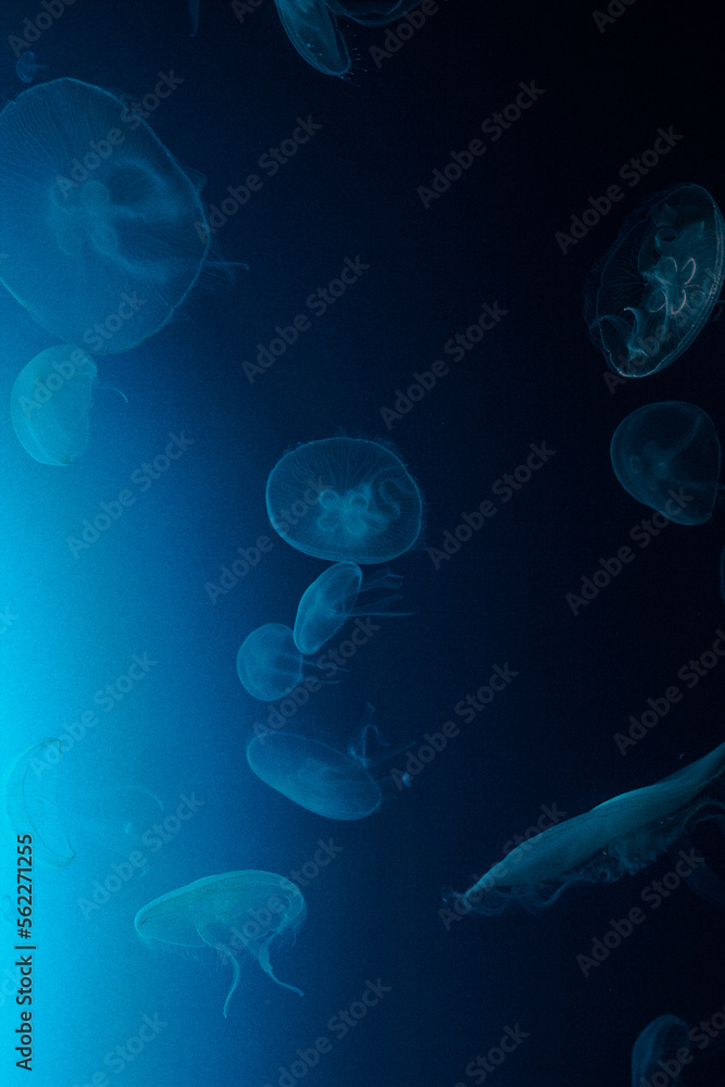 medusas en el agua medusas en el agua