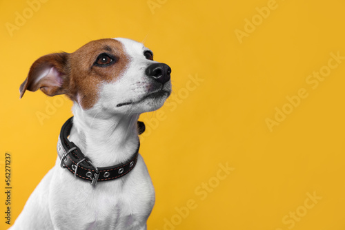 Adorable Jack Russell terrier with collar on yellow background, space for text © New Africa