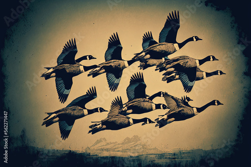Fotografie, Obraz A flock (skein) of Canada geese flying in V formation for effective energy conservation