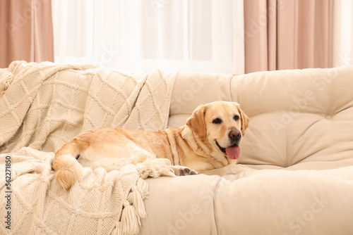 Fototapeta Naklejka Na Ścianę i Meble -  Cute Golden Labrador Retriever on couch in living room