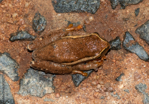 Yellow-striped reed frog (Hyperolius semidiscus) photo