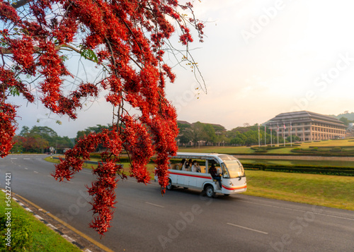 Red flower with sunrise light