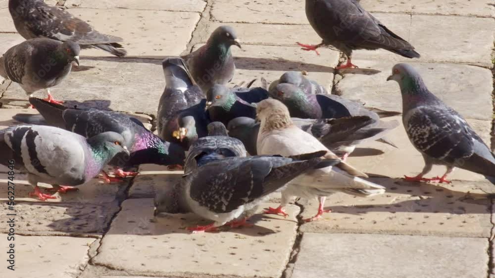 Flock of feral pigeons looking and fighting for food on stone tiles of Gunduliceva poljana square in old town Dubrovnik. Invasive city (street) doves are pests in urban environment, due to droppings. Flock of feral pigeons looking and fighting for food on stone tiles of Gunduliceva poljana square in old town Dubrovnik. Invasive city (street) doves are pests in urban environment, due to droppings.