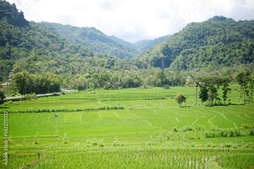 rice field