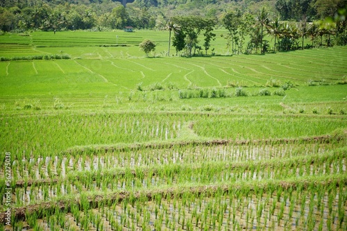 rice field