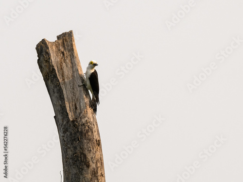 White Woodpecker perched on dead tree trunk in Pantanal, Brazil photo