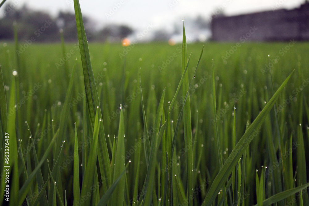 Obraz premium Closeup of ricefield full of paddy in Java Indonesia