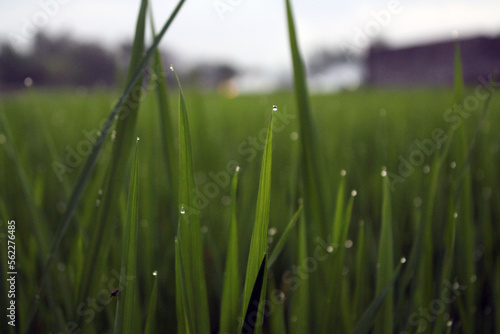 Obraz na plátně Closeup of ricefield full of paddy in Java Indonesia