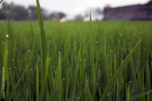 Obraz na plátně Closeup of ricefield full of paddy in Java Indonesia