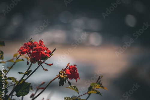 Flores rojas con fondo desenfocado