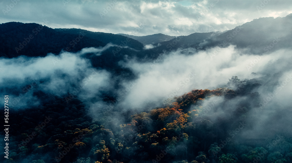 Aerial Of Misty Tree Top Canopy With Fall Foliage At Sunset