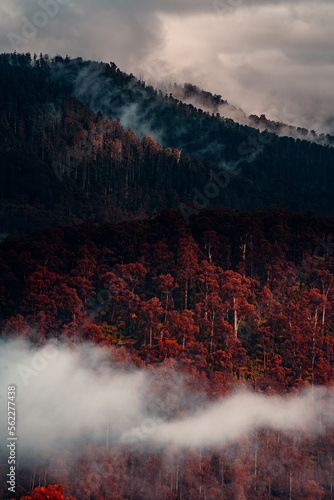 Vertical Landscape of Red Fall Foliage of Mountain Tree Forest