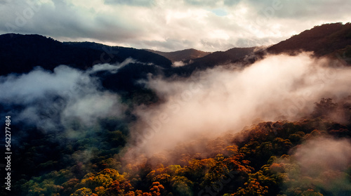 Aerial Of Misty Tree Top Canopy With Sun Shining Through Mist and Lighting Up Fall Foliage