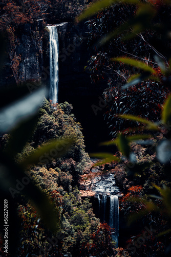 View of Belmore Falls Behind Leaves of Tree in Budderoo National Park  Australia