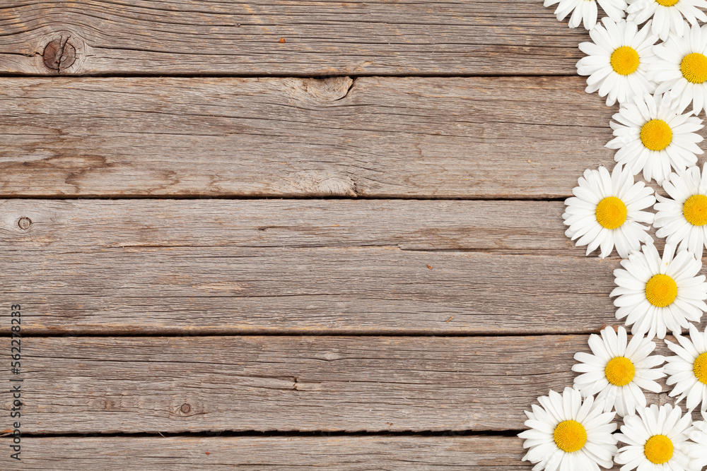 Obraz premium Chamomile garden flowers on wooden background