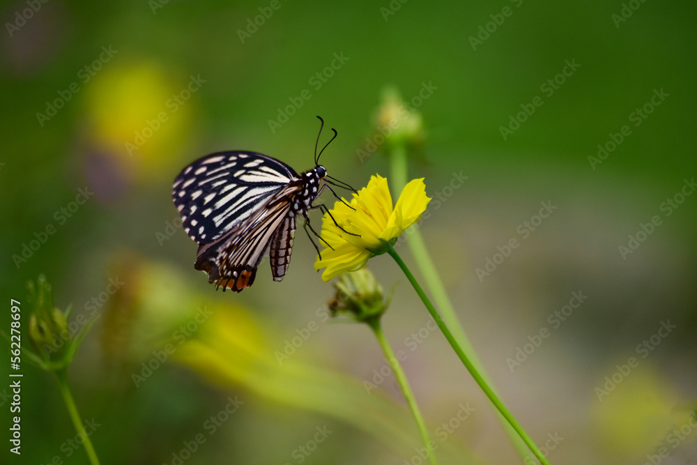 butterfly and flower Naturally, butterflies are gathering on flowers. butterfly and flower Naturally, butterflies are gathering on flowers.