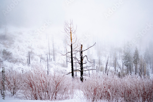 Burnt Trunks in the Snow