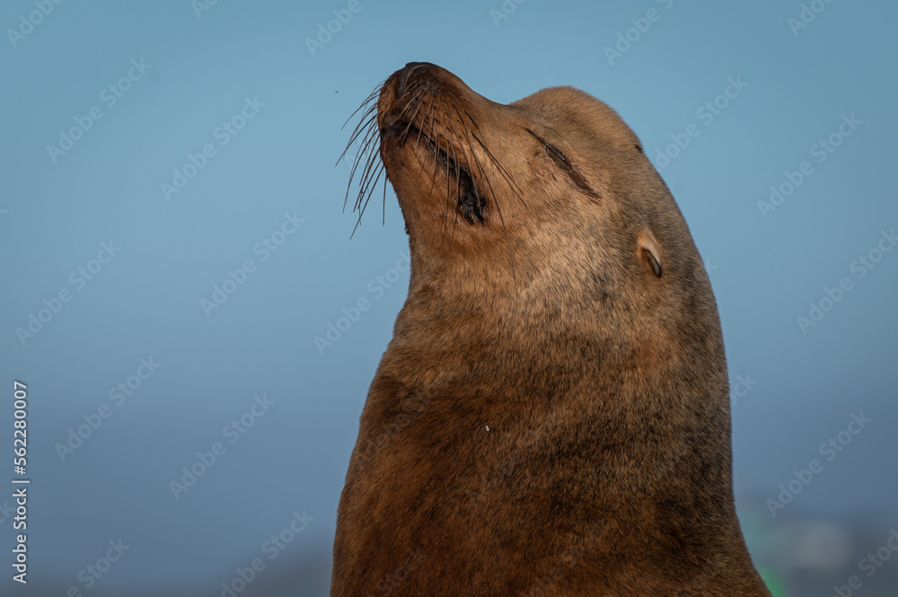 Obraz premium California Sea Lion with its head up in the sunshine