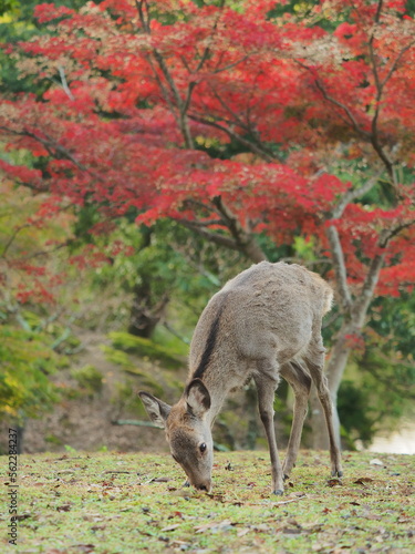奈良公園で自由にすごす鹿