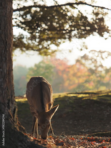 奈良公園で自由にすごす鹿