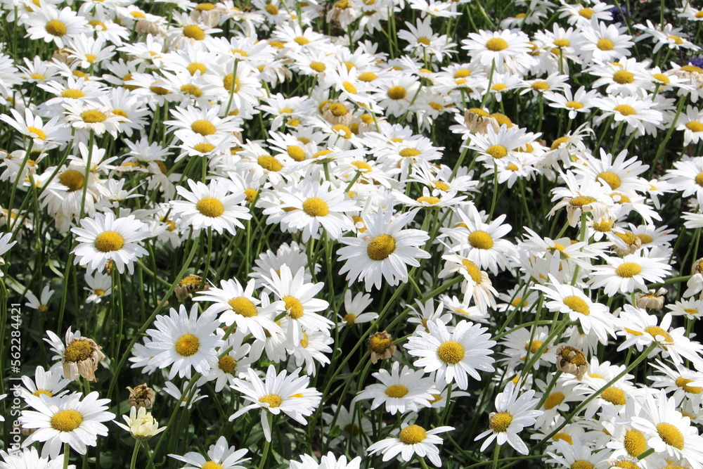 daisies in a garden