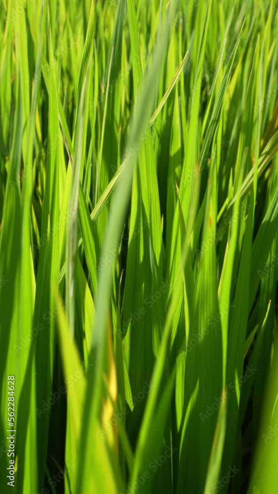 Close up of Vertical Green Rice filed, swaying in wind Close up of Vertical Green Rice filed, swaying in wind