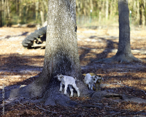 Several small baby goats playing together