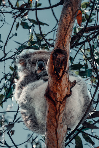 Koala Sleeps on Branch in Eucalyptus Tree photo