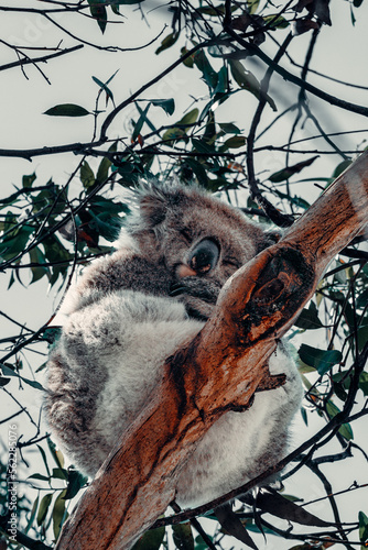 Canvas Print Koala Sleeps on Branch in Eucalyptus Tree 2