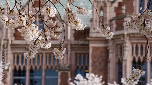 Foto Cherry Blossom in University of Washington