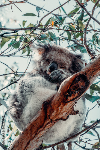 Photography Koala Sleeps on Branch in Eucalyptus Tree 3