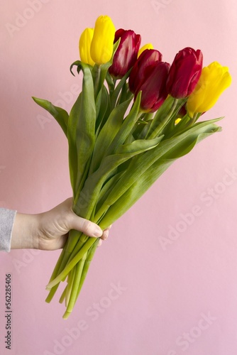 Woman's hand with a bouquet of red and yellow tulips on pink background © Inna