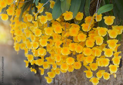 Orchids with beautiful yellow bouquet, Dendrobium lindleyi Steud, large bunch of yellow orchids are blooming in nature