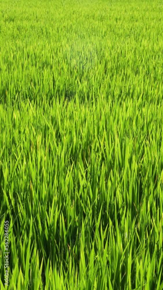 Close up of Vertical Green Rice filed, swaying in wind Close up of Vertical Green Rice filed, swaying in wind