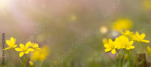 spring background yellow flowers macro .banner