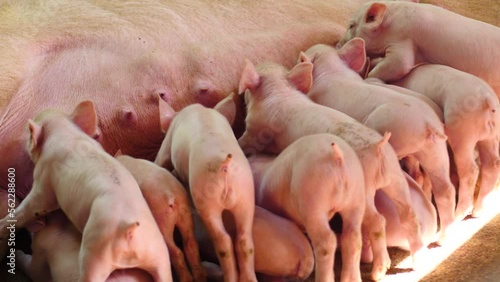 Little piglets feeding from her mother on a farm