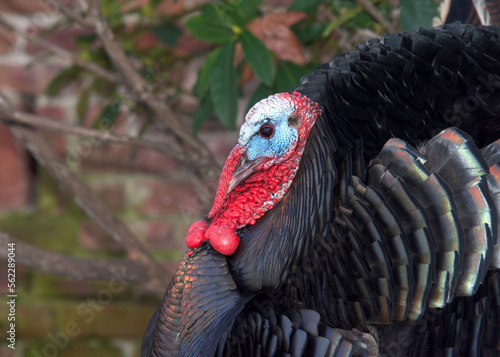 Close up profile of a male tom turkey with garden and wall behind him.