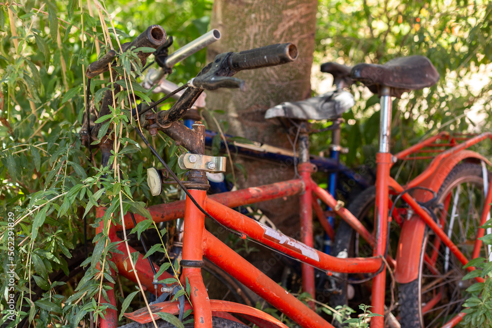 Abandoned old rusty bicycles against a tree

