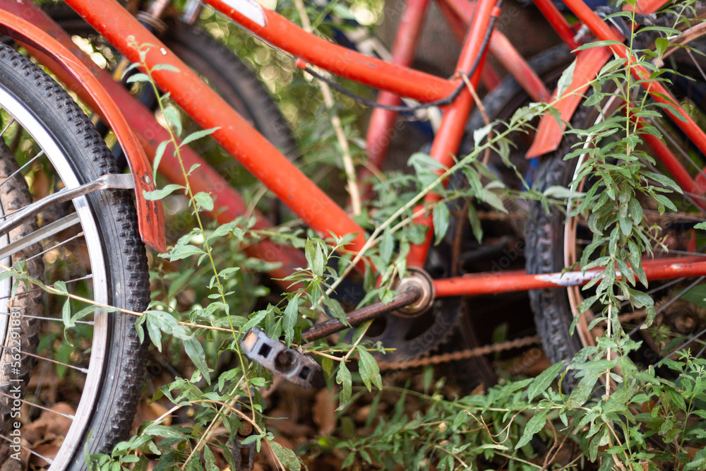 Fototapeta premium Abandoned old rusty bicycles against a tree
