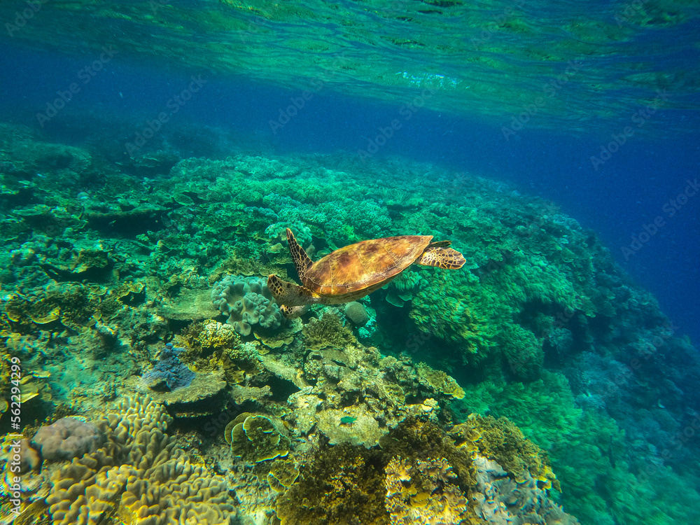 Fototapeta premium Turtle swimming in the Great Barrier Reef, off Cairns, Queensland, Australia. Space for Copy