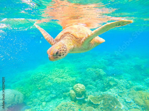 Turtle swimming in the Great Barrier Reef  off Cairns  Queensland  Australia. Space for Copy