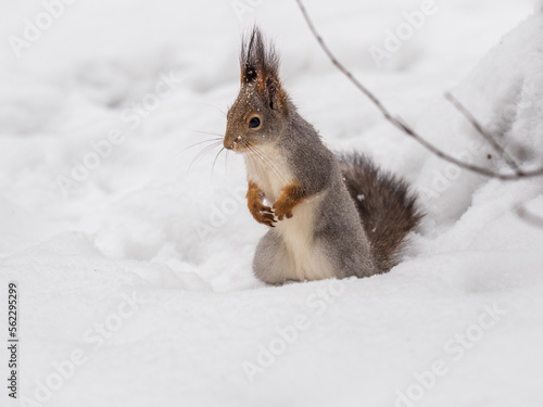 The squirrel in winter sits on white snow.