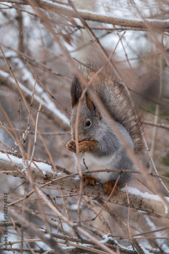 The squirrel with nut sits on tree in the winter or late autumn The squirrel with nut sits on tree in the winter or late autumn