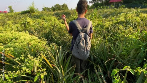 Wallpaper Mural Adventurous backpacker man walking through pineapple garden jungle in Bangladesh Torontodigital.ca