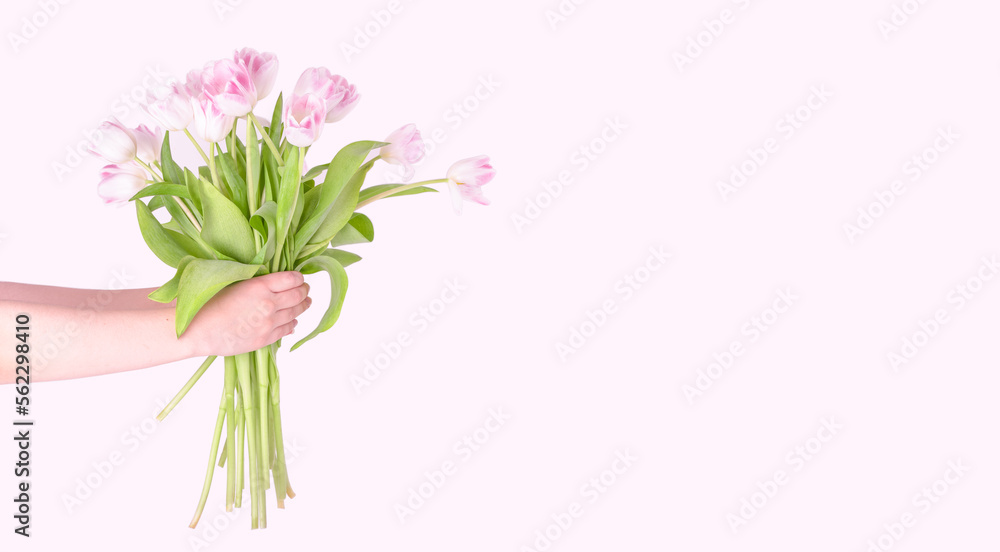 Beautiful bouquet of pink tulips in a woman hand on light pink background