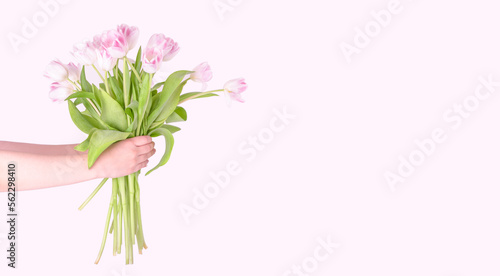 Beautiful bouquet of pink tulips in a woman hand on light pink background