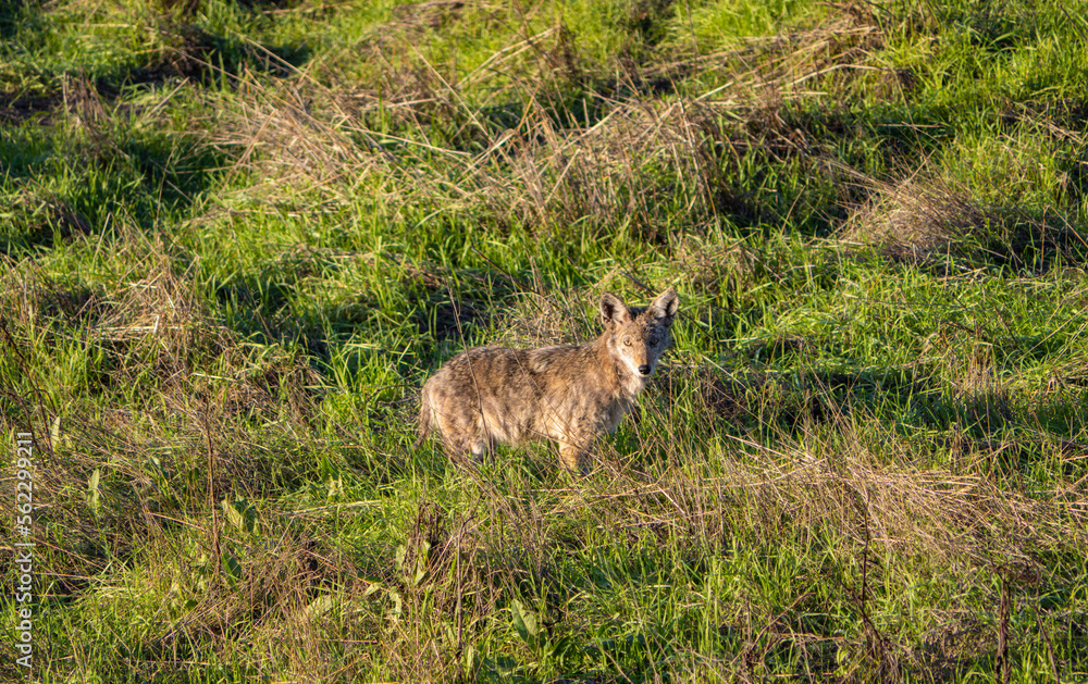 Coyote in a grass field looking at you Coyote in a grass field looking at you