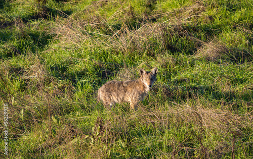 Coyote in a grass field looking at you